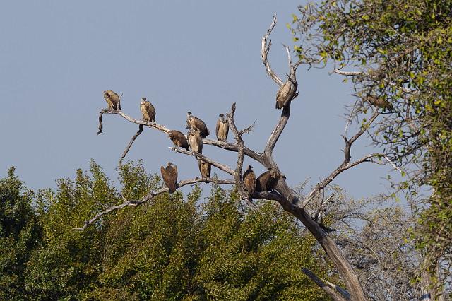 187 Okavango Delta, witruggieren.jpg